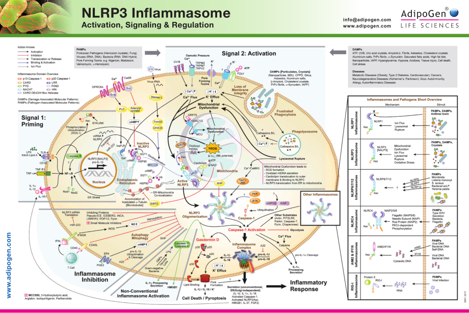 NLRP3_Inflammasome_Wallchart_2017-web.pdf_第1页