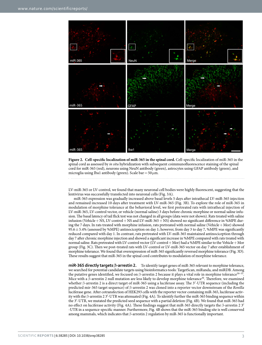 miRNA文献案例1.pdf_第3页