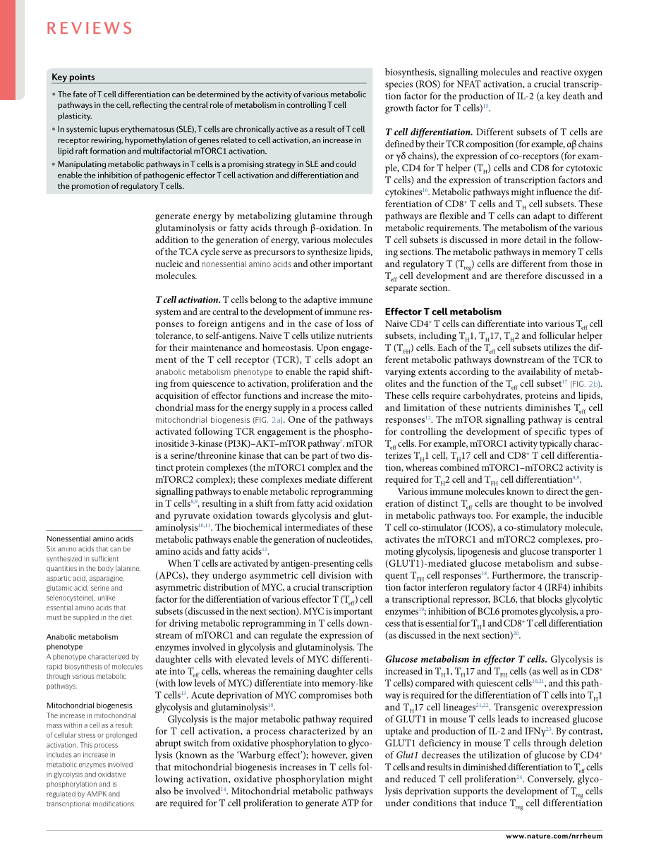 T cell metabolism new insights in systemic lup.pdf_第2页