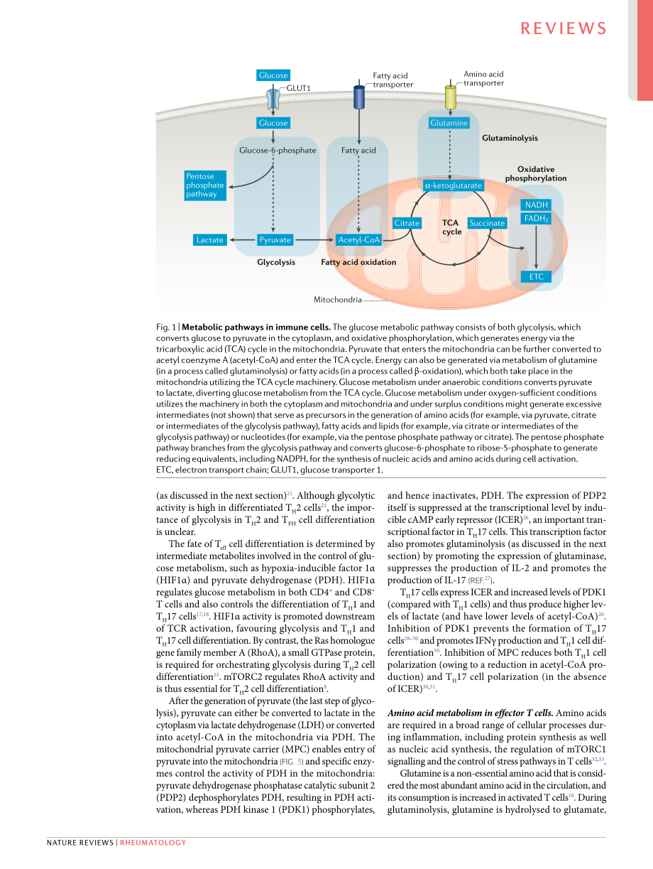 T cell metabolism new insights in systemic lup.pdf_第3页