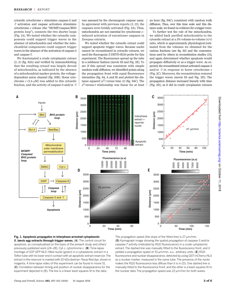 Science 2018 细胞凋亡通过细胞质作为触发波传播.pdf_第2页