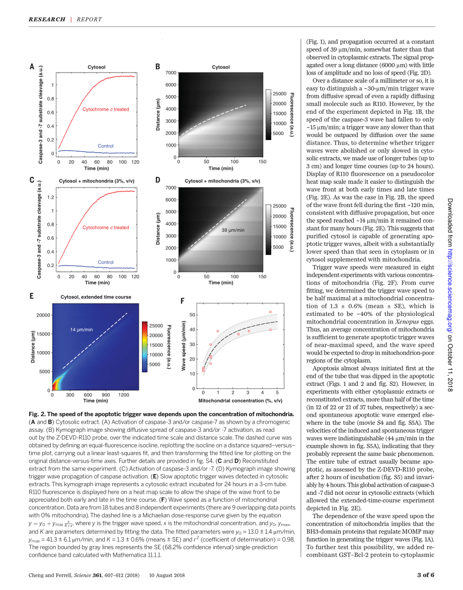 Science 2018 细胞凋亡通过细胞质作为触发波传播.pdf_第3页