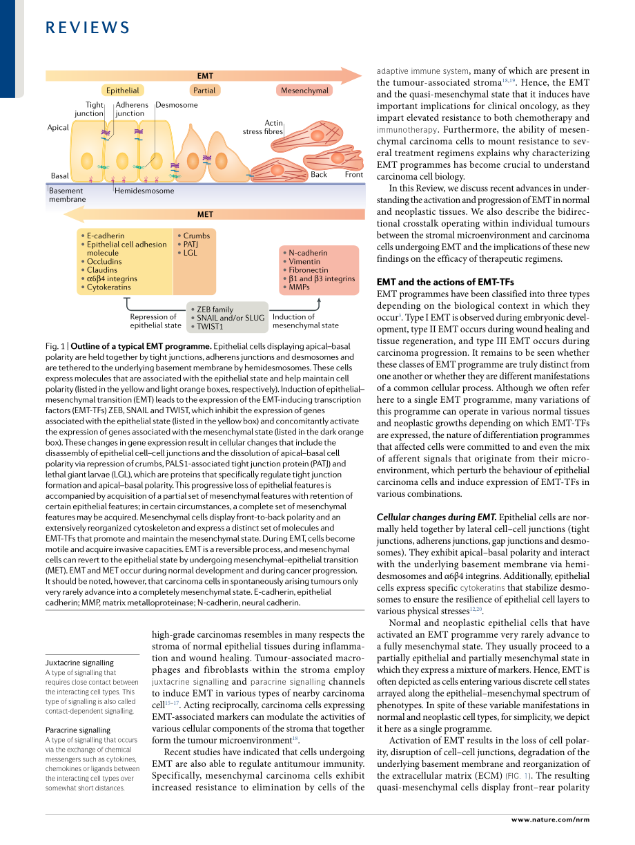 Dongre-2018-New insights into the mechanisms o.pdf_第2页