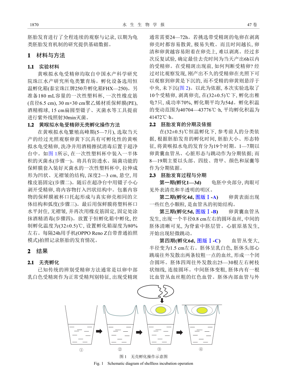 基于无壳孵化黄喉拟水龟胚胎发育活体观察.pdf_第2页