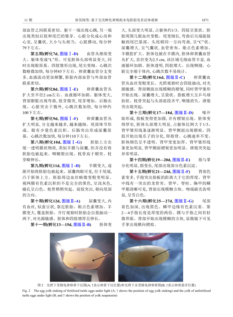 基于无壳孵化黄喉拟水龟胚胎发育活体观察.pdf_第3页