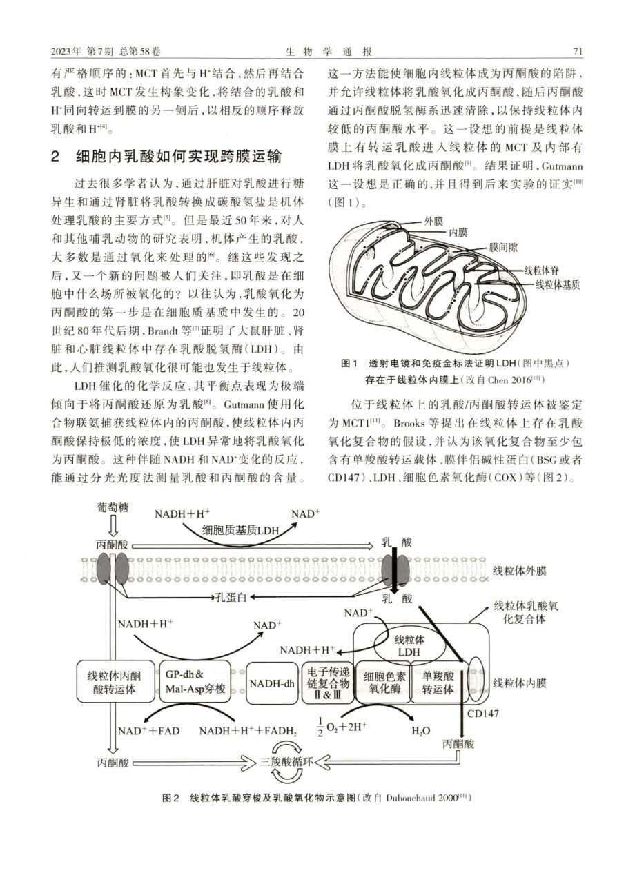 基于新教材中“乳酸”相关描述的思考.pdf_第2页