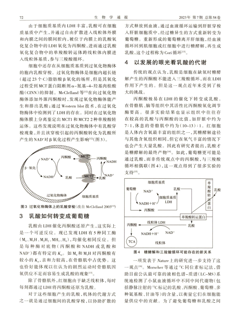 基于新教材中“乳酸”相关描述的思考.pdf_第3页