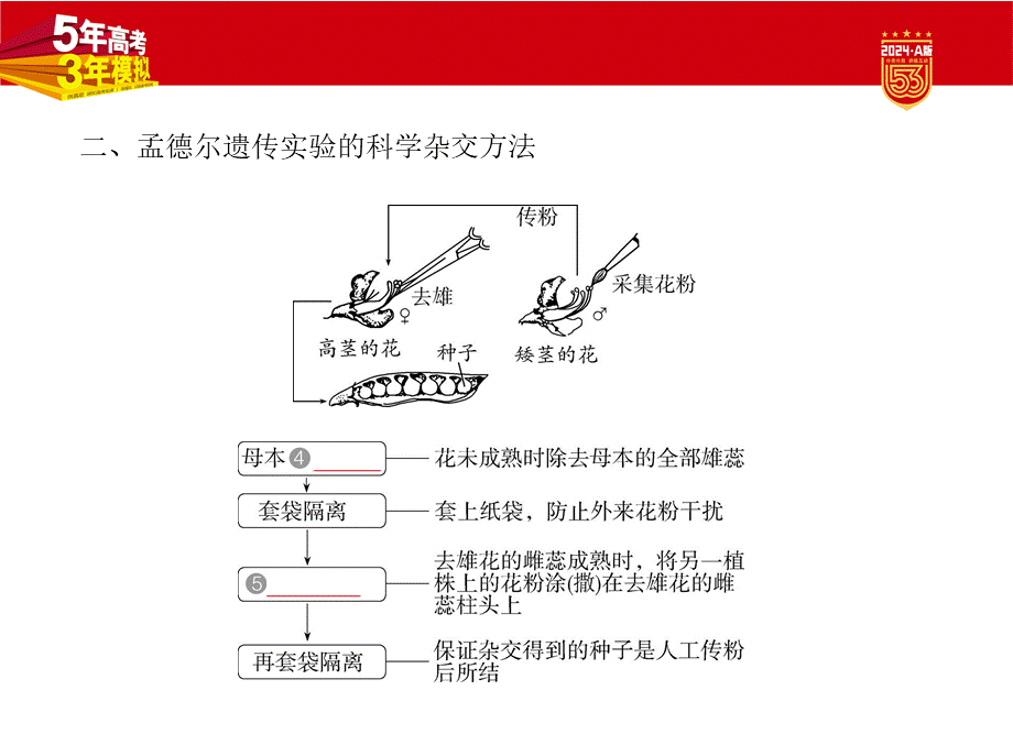 1_11-专题十一　基因的分离定律.pptx_第3页