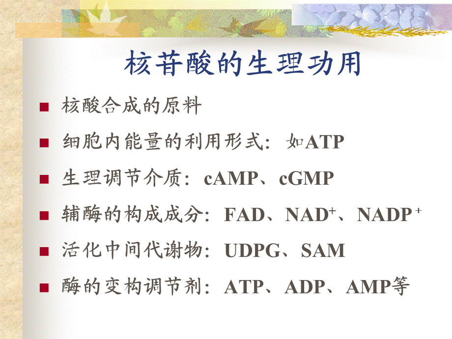 嘌呤核苷酸代谢（重点）.ppt_第2页