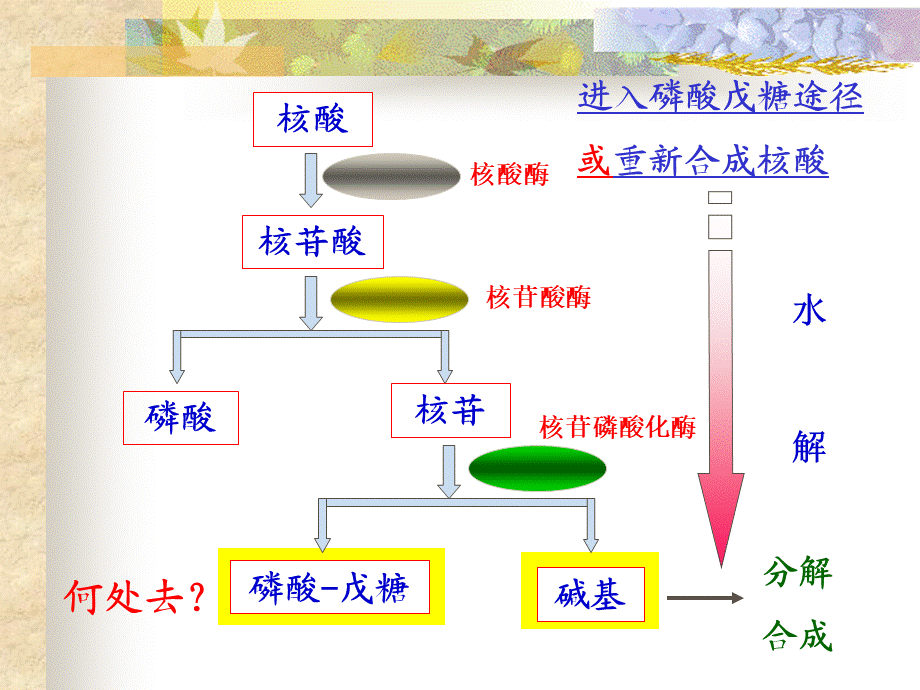 嘌呤核苷酸代谢（重点）.ppt_第3页