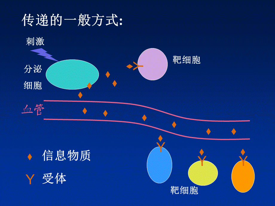 jjw-激素及其作用机制（07药学）.ppt_第3页