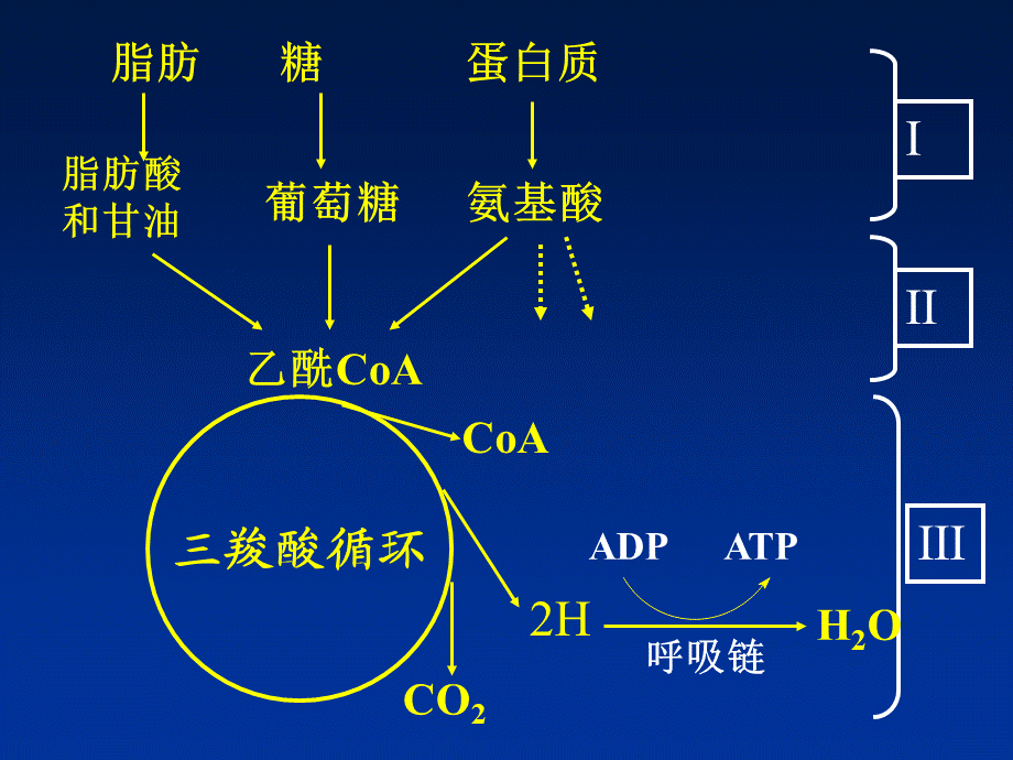 jjw-生物氧化(07药学).ppt_第3页