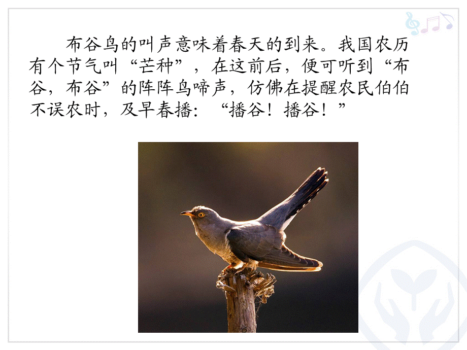 布谷(五线谱).ppt_第3页