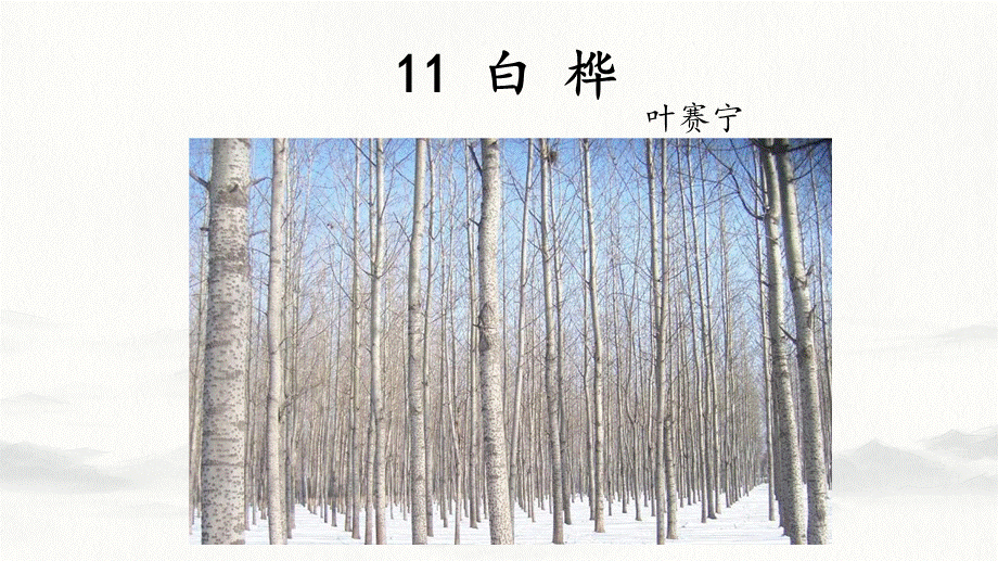 11白桦（新）.pptx_第2页