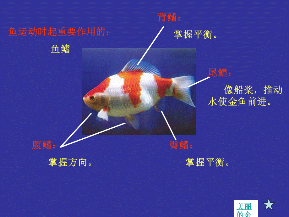 首师大小学科学六上《10.动物的运动》PPT课件2.ppt_第3页