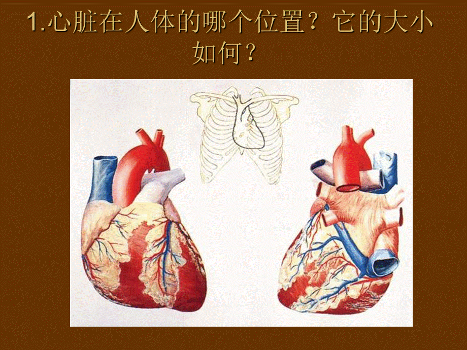 青岛小学科学五下《3.心脏和血管》PPT课件 (2) .ppt_第2页