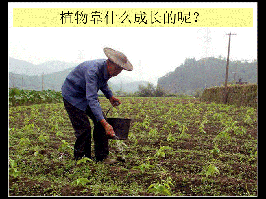 粤教版小学五年级科学下册《植物靠什么成长》课件【虚拟宝库网www.xunibaoku.com】.ppt_第1页