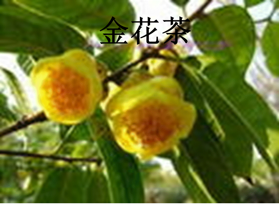 青岛小学科学四下《20 珍稀动植物》PPT课件 (9).ppt_第2页