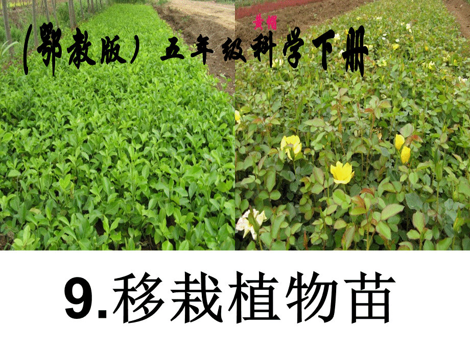 鄂教版小学科学五下《9.移载植物苗》PPT课件【虚拟宝库网www.xunibaoku.com】.ppt_第1页