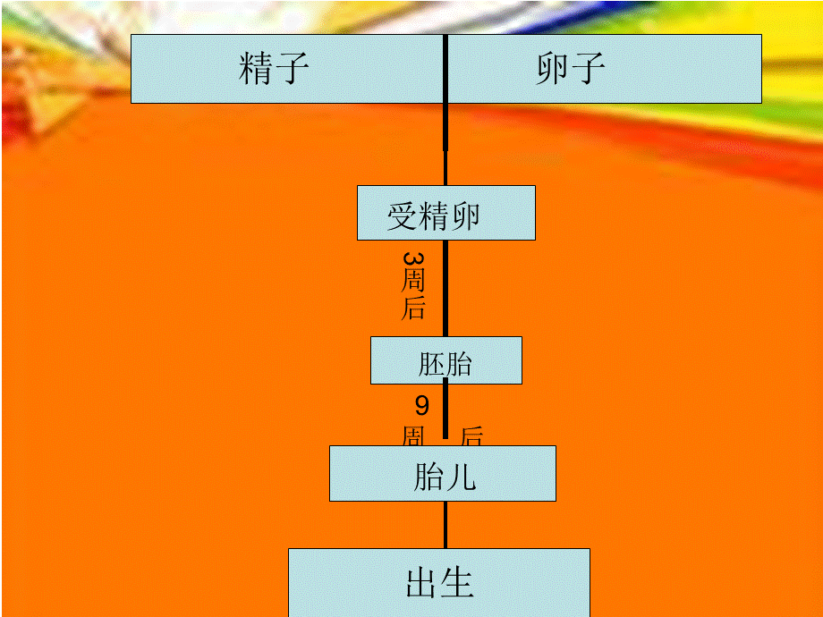 青岛小学科学六下《2 . 我从哪里来》PPT课件 (3) .ppt_第3页