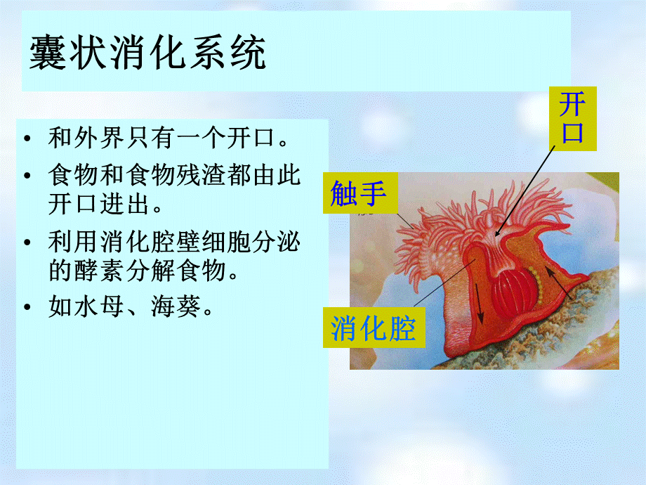 首师大小学科学三下《9.动物怎样吃食物》PPT课件.ppt_第2页