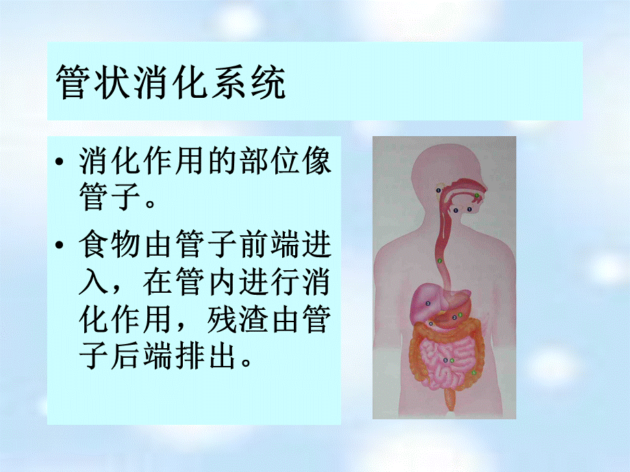 首师大小学科学三下《9.动物怎样吃食物》PPT课件.ppt_第3页