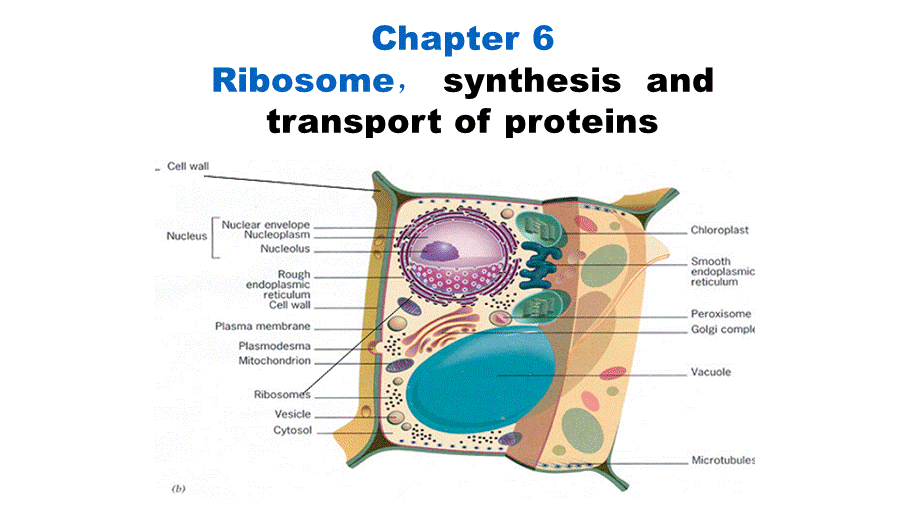 Chapter 6(1).pptx_第1页