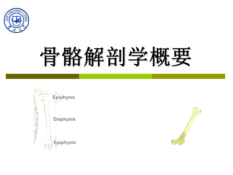 2. 骨骼解剖学概要 .ppt_第2页