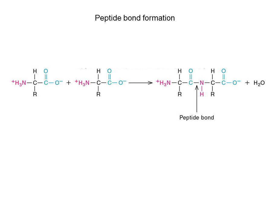 华东理工生物化学chap13.ppt_第3页