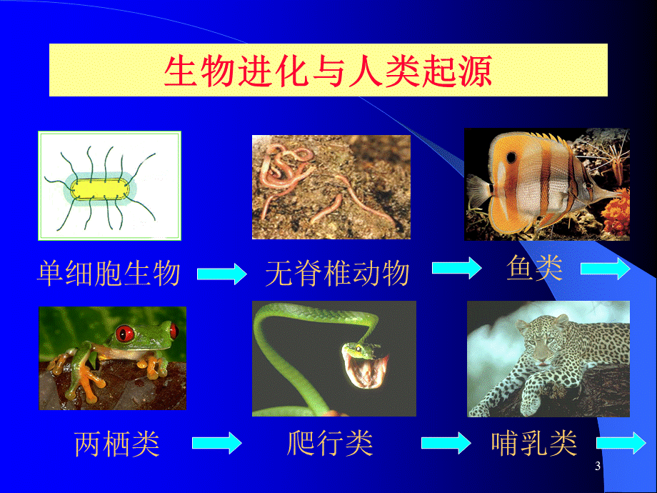 第1讲人类的起源和发展.ppt_第3页