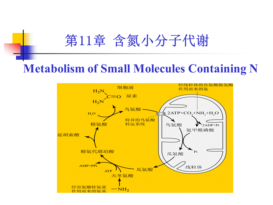 考研科目,动物生物化学 第11章 含氮小分子.ppt_第1页