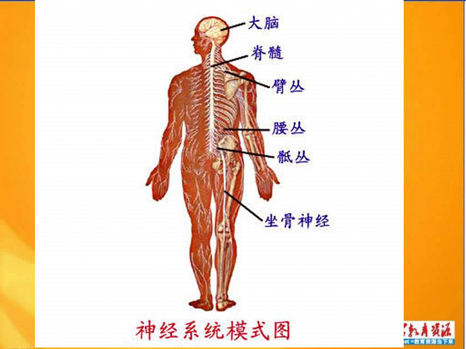 青岛小学科学五上《9 脑与神经》PPT课件 (2)【加微信公众号 jiaoxuewuyou 九折优惠 qq 1119139686】.ppt_第1页