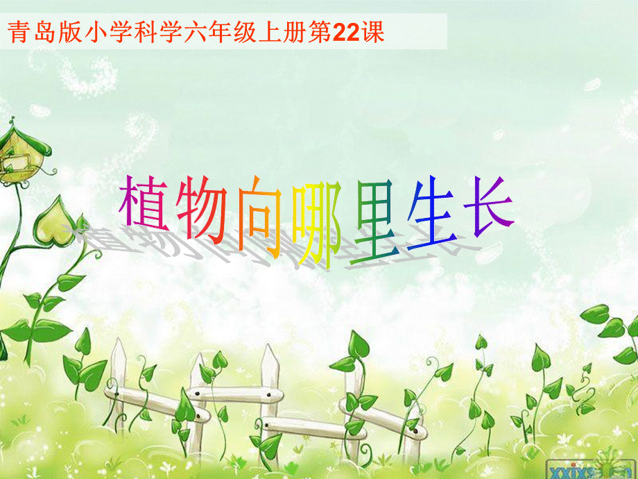 青岛小学科学四下《17 植物向哪里长》PPT课件 (3)【加微信公众号 jiaoxuewuyou 九折优惠 qq 1119139686】.ppt_第1页