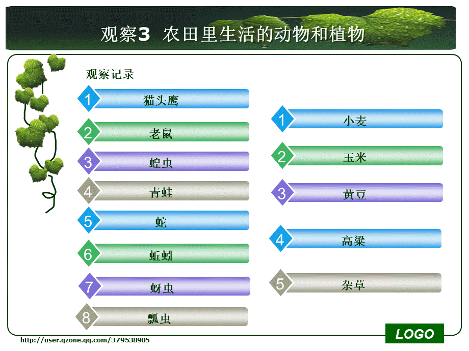 首师大小学科学六上《6.猫头鹰与农田》PPT课件(1)【加微信公众号 jiaoxuewuyou 九折优惠qq 1119139686】.ppt_第2页