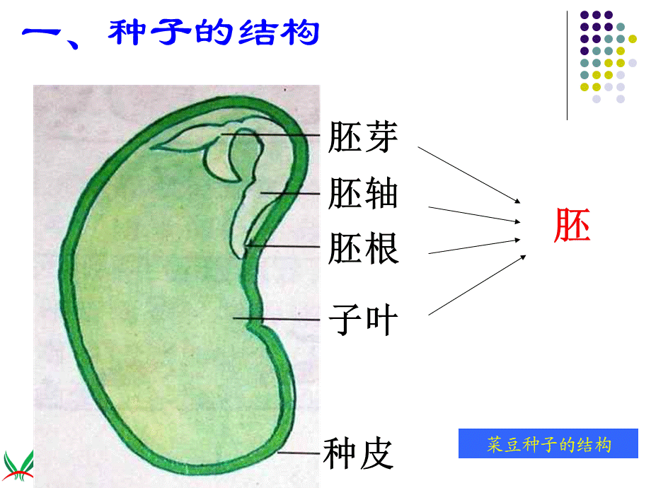 首师大小学科学三下《14.植物怎样度过一生》PPT课件(2)【加微信公众号 jiaoxuewuyou 九折优惠qq 1119139686】.ppt_第3页