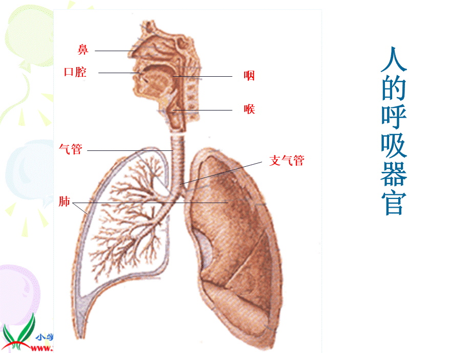 青岛小学科学五上《7 我们的呼吸》PPT课件 (3)【加微信公众号 jiaoxuewuyou 九折优惠 qq 1119139686】.ppt_第2页