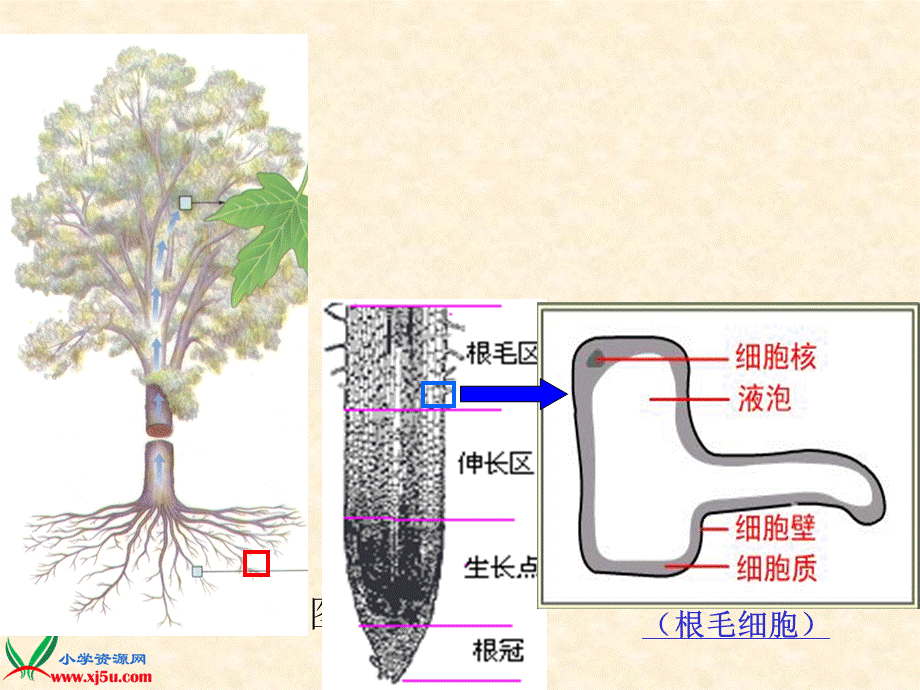 首师大小学科学三下《15.植物怎样喝水》PPT课件【加微信公众号 jiaoxuewuyou 九折优惠qq 1119139686】.ppt_第3页