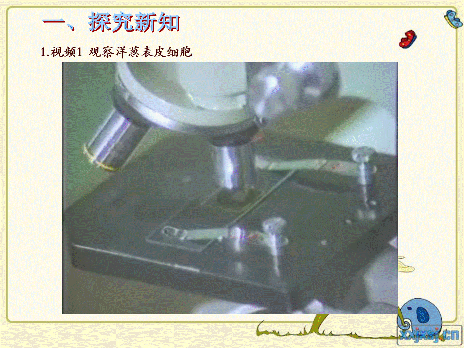 青岛小学科学六下《1. 细胞》PPT课件 (4)【加微信公众号 jiaoxuewuyou 九折优惠 qq 1119139686】.ppt_第2页