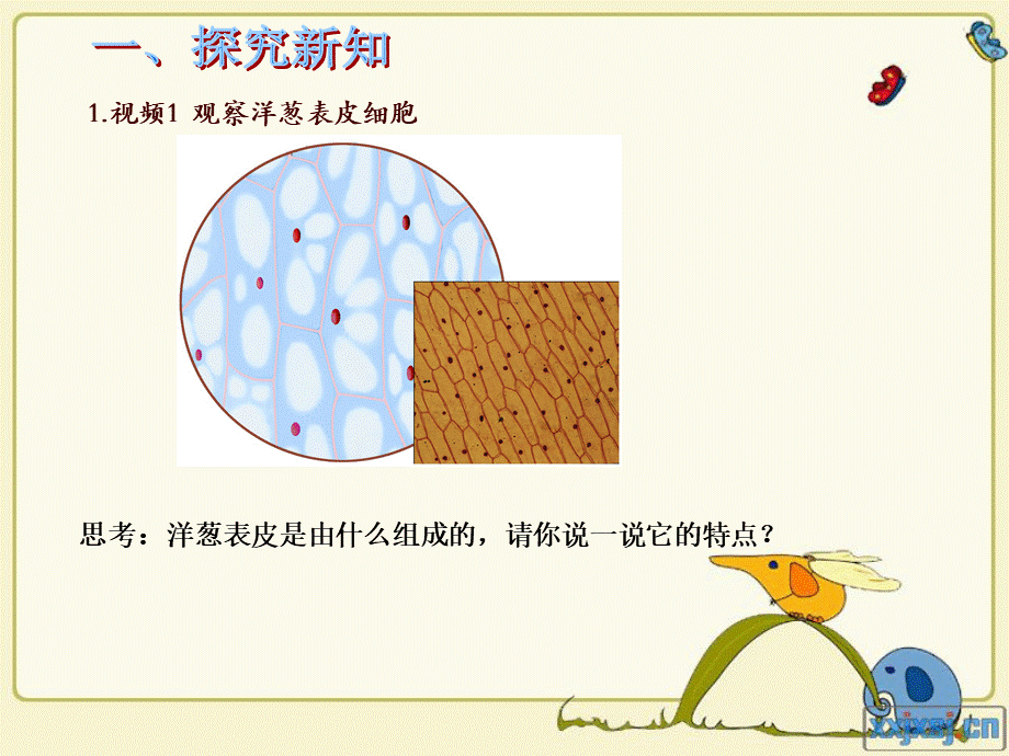 青岛小学科学六下《1. 细胞》PPT课件 (4)【加微信公众号 jiaoxuewuyou 九折优惠 qq 1119139686】.ppt_第3页