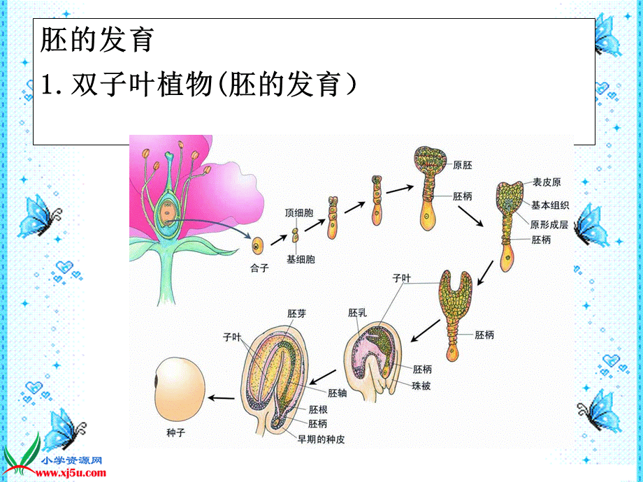 首师大小学科学四下《12.果实的形成》PPT课件【加微信公众号 jiaoxuewuyou 九折优惠qq 1119139686】.ppt_第3页