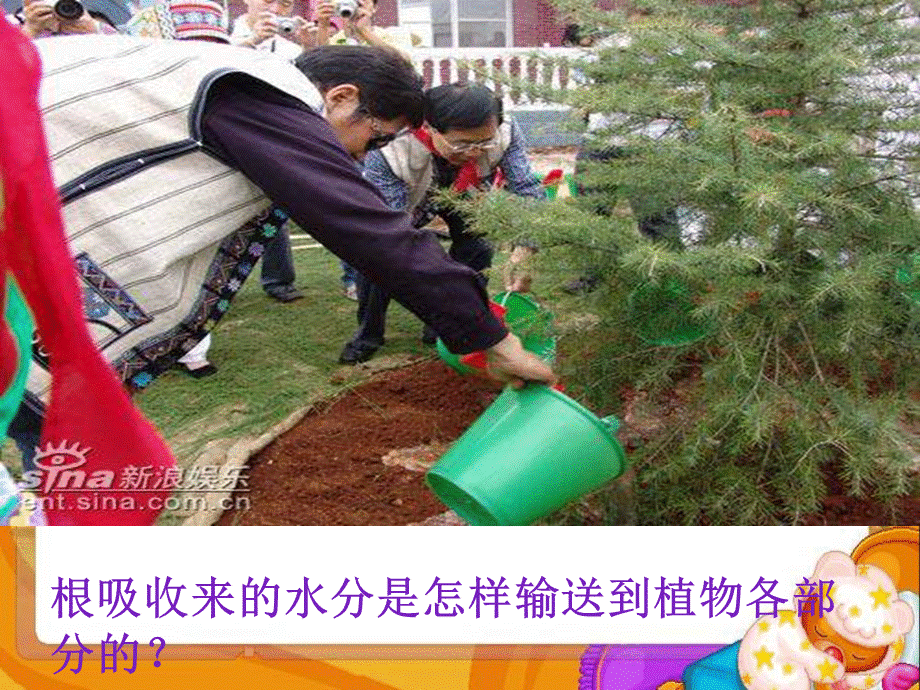 青岛小学科学四上《4 植物的茎》PPT课件 (2)【加微信公众号 jiaoxuewuyou 九折优惠 qq 1119139686】.ppt_第3页