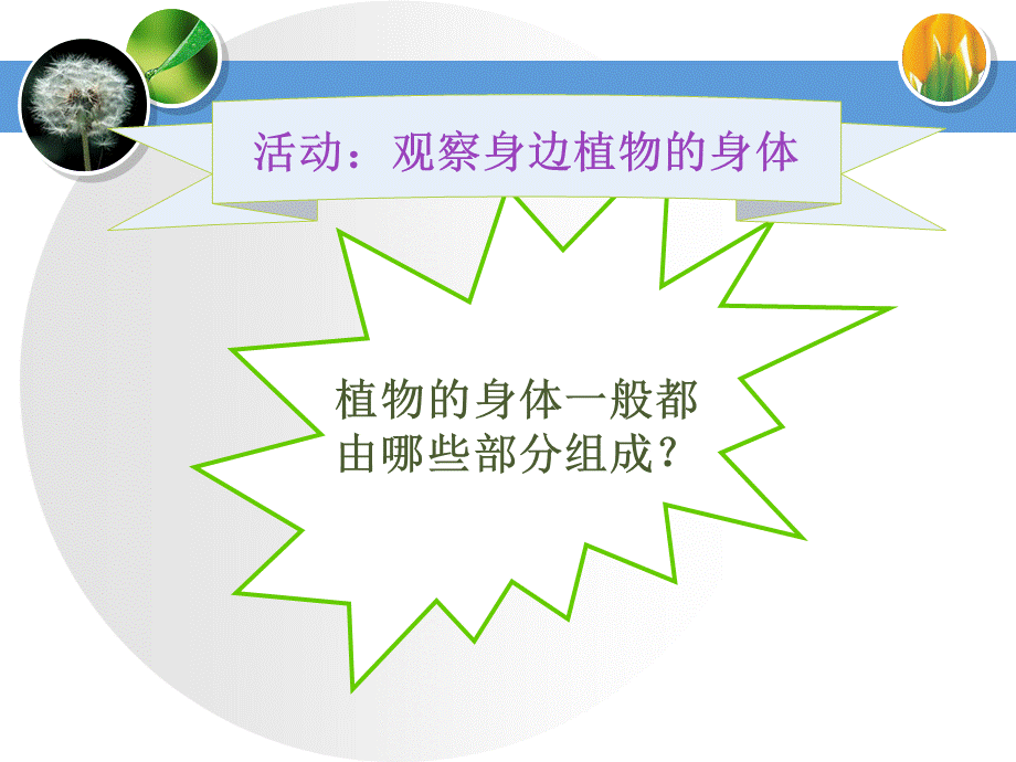 青岛小学科学四上《1 植物的身体》PPT课件 (6)【加微信公众号 jiaoxuewuyou 九折优惠 qq 1119139686】.ppt_第3页