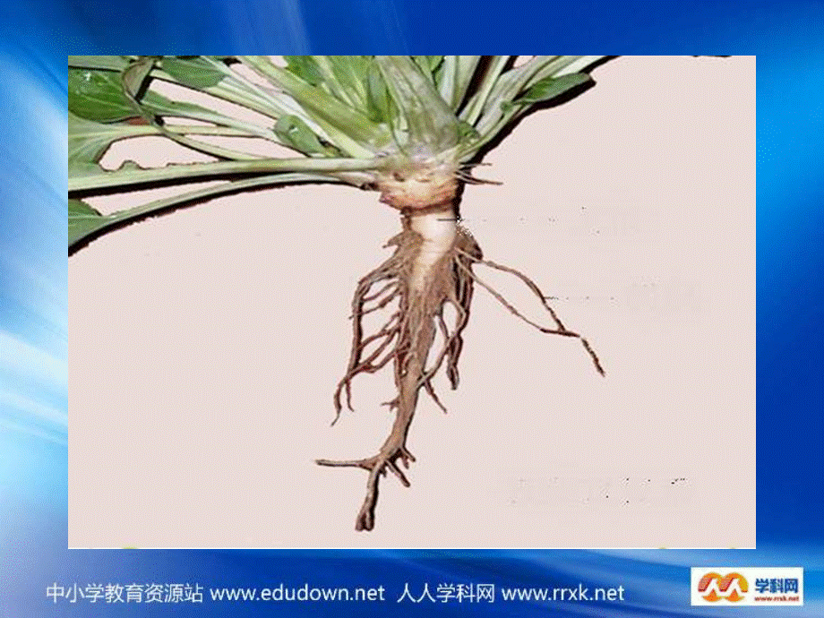 青岛小学科学四上《2 植物的根》PPT课件 (4)【加微信公众号 jiaoxuewuyou 九折优惠 qq 1119139686】.ppt_第3页