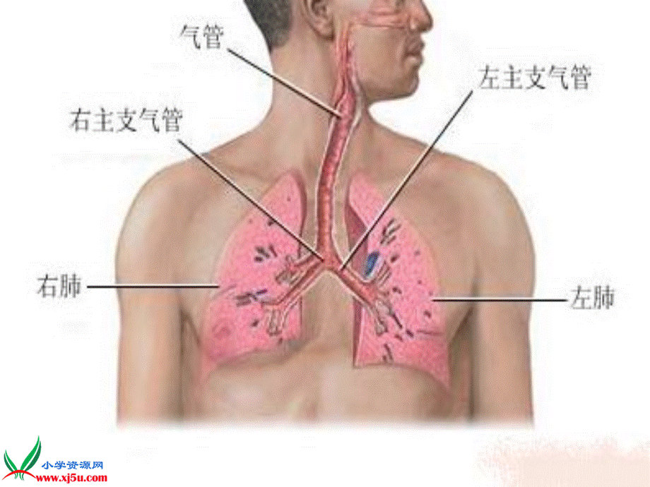 青岛小学科学五上《7 我们的呼吸》PPT课 件 (1)【加微信公众号 jiaoxuewuyou 九折优惠 qq 1119139686】.ppt_第2页