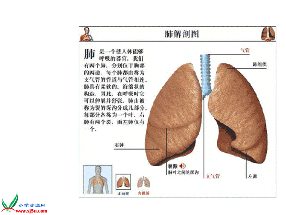 青岛小学科学五上《7 我们的呼吸》PPT课 件 (1)【加微信公众号 jiaoxuewuyou 九折优惠 qq 1119139686】.ppt_第3页