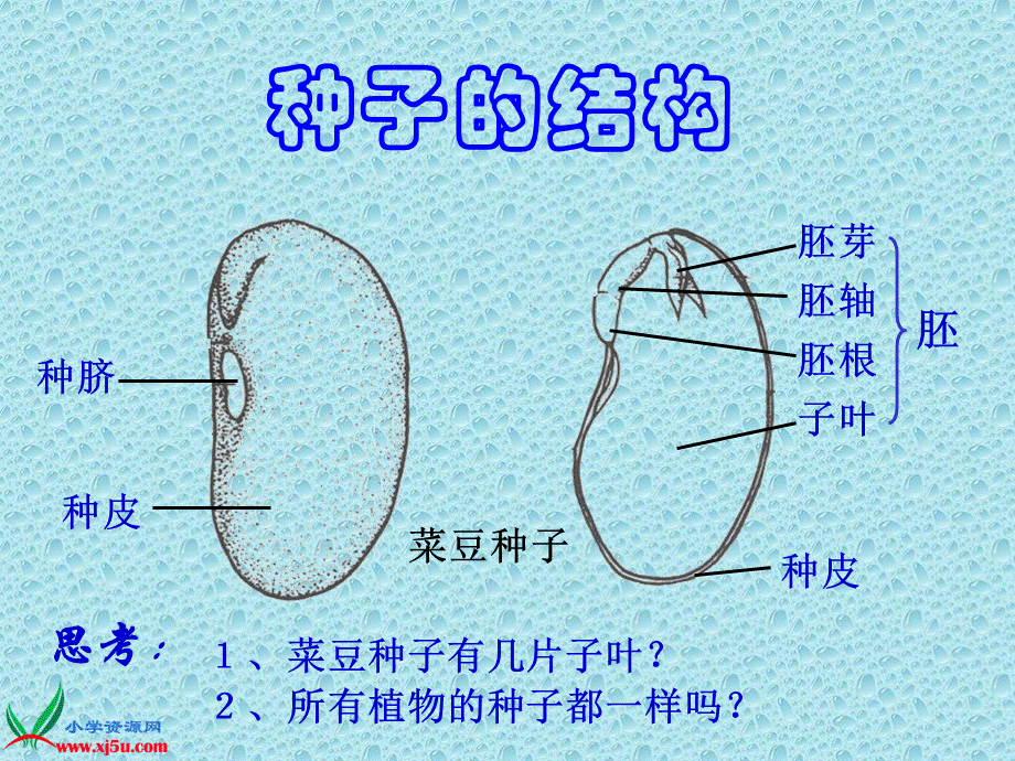 青岛小学科学五下《10.种子发芽了》PPT课件 (4)【加微信公众号 jiaoxuewuyou 九折优惠 qq 1119139686】.ppt_第3页