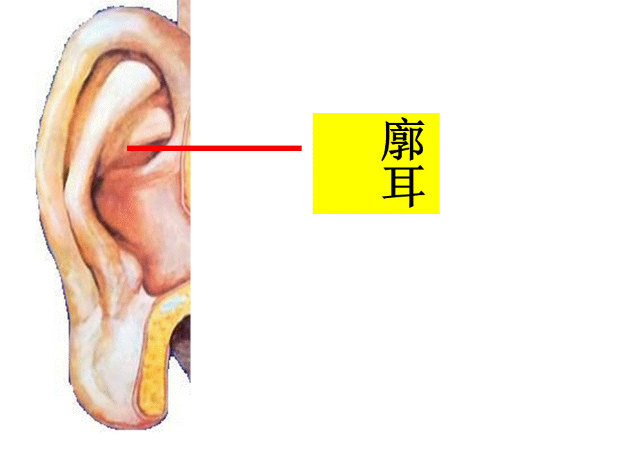 青岛小学科学五上《12 怎样听到声音》PPT课件 (2)【加微信公众号 jiaoxuewuyou 九折优惠 qq 1119139686】.ppt_第3页