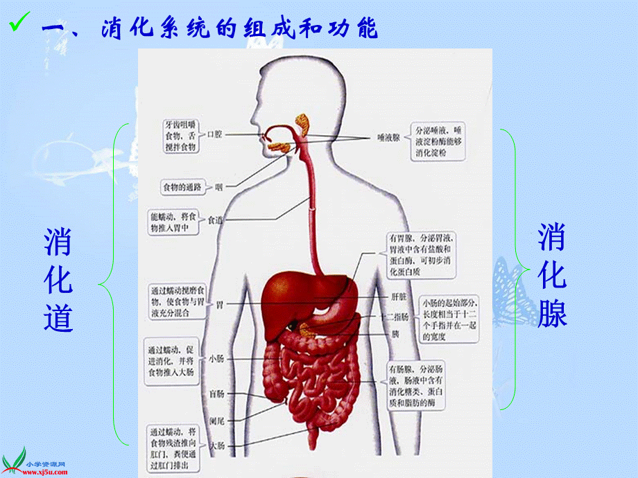 青岛小学科学五下《1.食物到哪里去了》PPT课件【加微信公众号 jiaoxuewuyou 九折优惠 qq 1119139686】.ppt_第2页