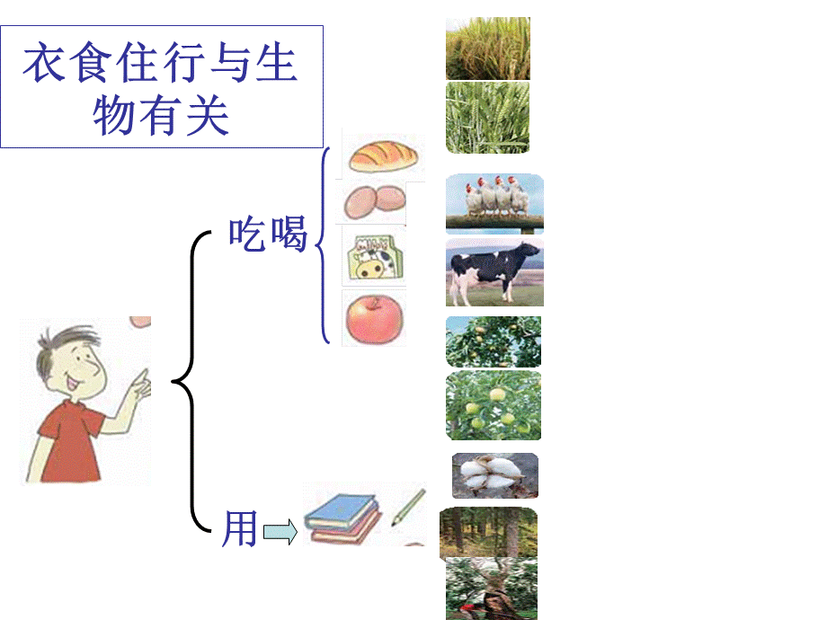 教科小学科学六上《4.8、生物多样性的意义》PPT课件(4)【加微信公众号 jiaoxuewuyou 九折优惠 qq 1119139686】.ppt_第3页