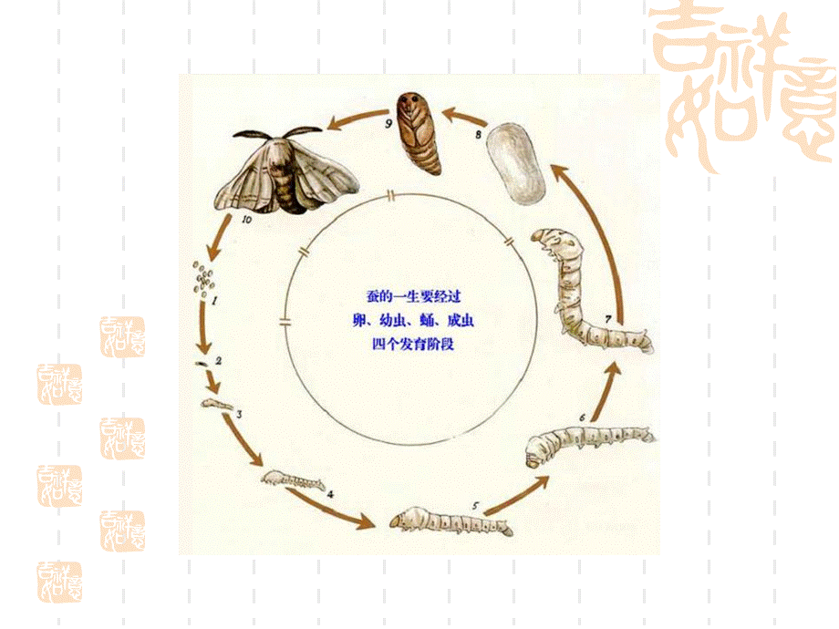 苏教小学科学四下《2.4．养蚕经验交流会》PPT课件(3)【加微信公众号 jiaoxuewuyou 九折优惠qq 1119139686】.ppt_第3页